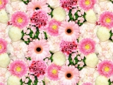 ADH.FLORES ROSA A-45 R-15M.@@@
Referencia: 3800156225 (Disponible)